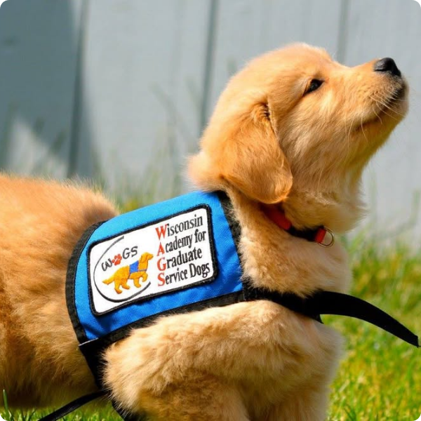 WAGS Puppy In Training